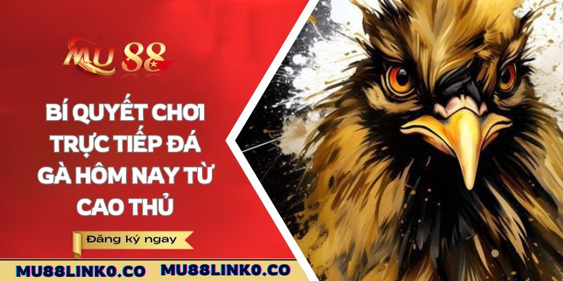 Trực Tiếp Đá Gà Hôm Nay - Chinh Phục Thưởng Lớn Mu88 4 Bí quyết chơi trực tiếp đá gà hôm nay từ cao thủ