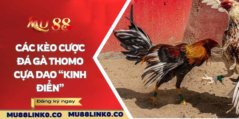 Đá Gà Thomo Cựa Dao Mu88 - Thử Thức Những Màn Đấu 3 Các kèo cược đá gà Thomo cựa dao “kinh điển”