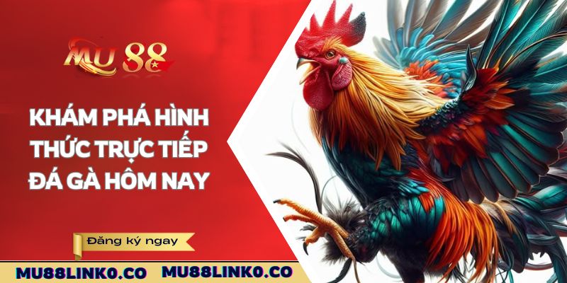 Khám phá hình thức trực tiếp đá gà hôm nay