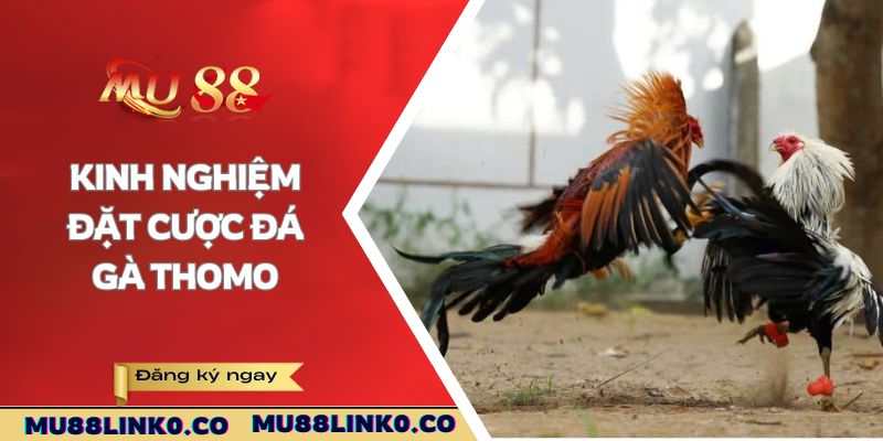 Đá Gà Thomo Cựa Dao Mu88 - Thử Thức Những Màn Đấu 4 Kinh nghiệm đặt cược đá gà Thomo