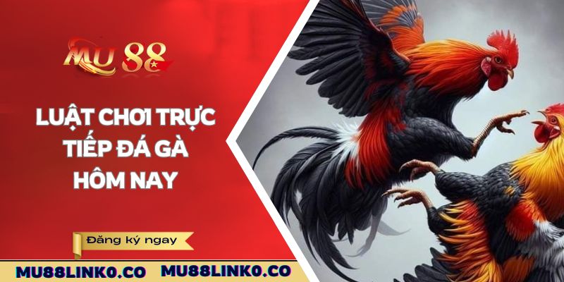 Trực Tiếp Đá Gà Hôm Nay - Chinh Phục Thưởng Lớn Mu88 3 Luật chơi trực tiếp đá gà hôm nay