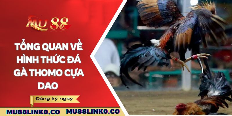 Tổng quan về hình thức đá gà Thomo cựa dao 
